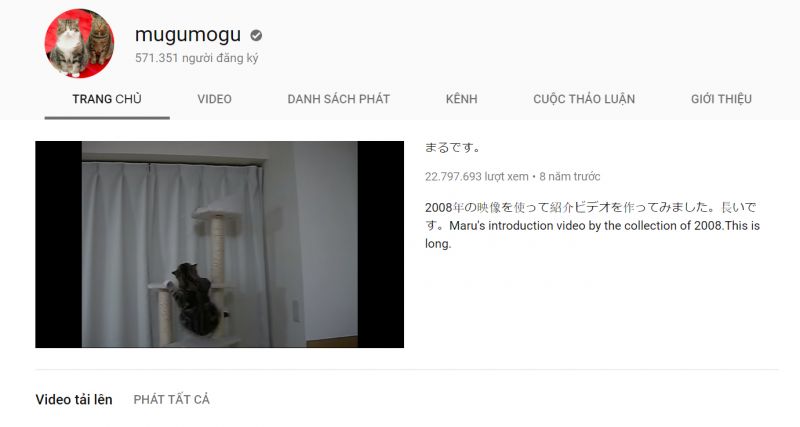 meo scottish fold (4).jpg